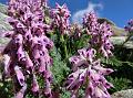 Purple Threadleaf Corydalis